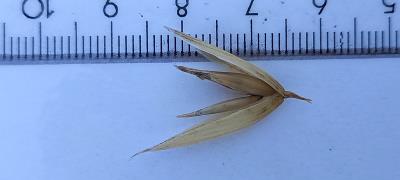 Click for 2 image(s) for this accession. Spikelet
